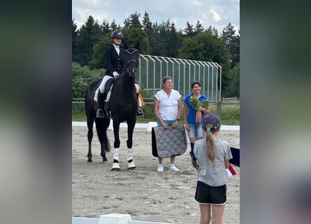 Hanoverian, Mare, 6 years, 17,1 hh, Black