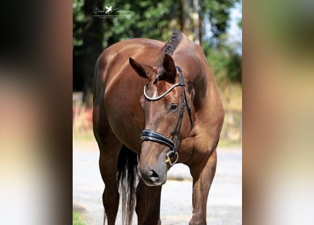 Hanoverian, Mare, 6 years, 18 hh, Chestnut