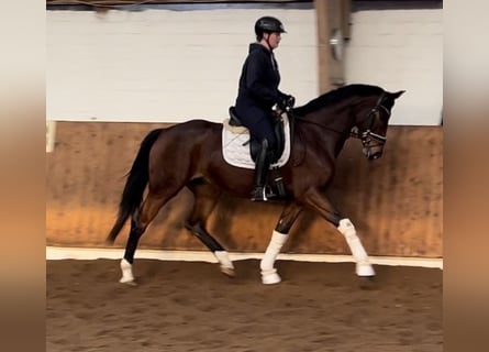 Hanoverian, Mare, 6 years, Brown