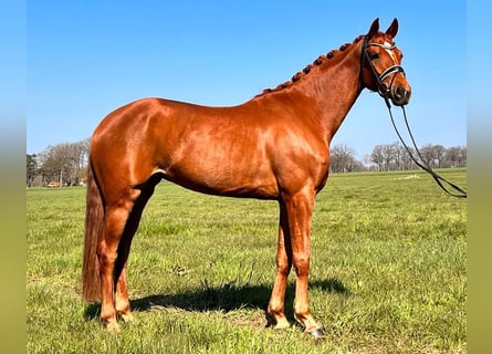 Hanoverian, Mare, 6 years, Chestnut-Red