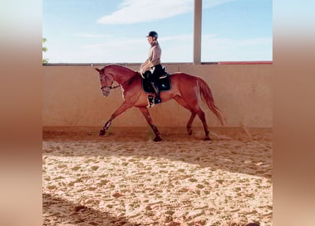 Hanoverian, Mare, 6 years, Chestnut-Red
