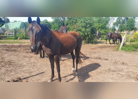 Hanoverian, Mare, 7 years, 15,1 hh, Black