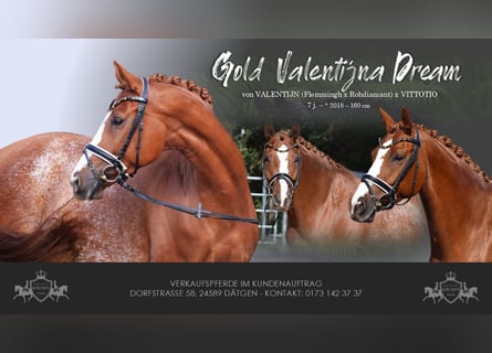 Hanoverian, Mare, 7 years, 15,2 hh, Chestnut-Red