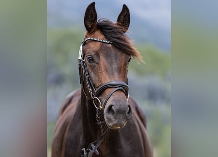 Hanoverian, Mare, 7 years, 16,1 hh, Bay-Dark