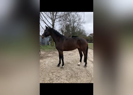 Hanoverian, Mare, 7 years, 16,1 hh, Bay-Dark