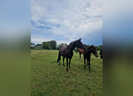 Hanoverian, Mare, 7 years, 16,1 hh, Bay-Dark