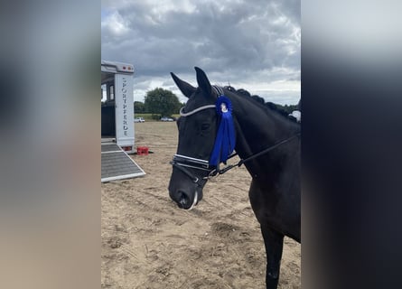 Hanoverian, Mare, 7 years, 16.1 hh, Black
