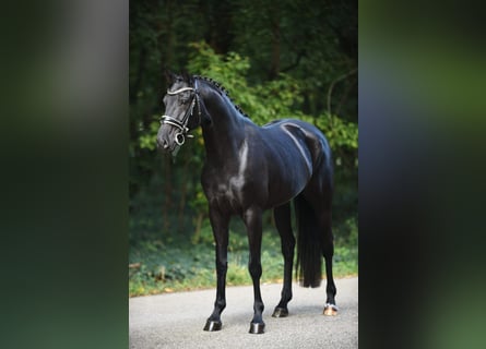 Hannoveraner, Stute, 7 Jahre, 16,1 hh, Rappe