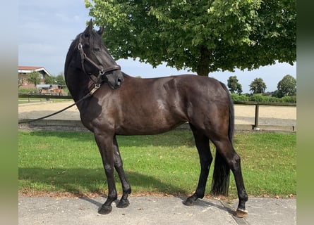 Hanoverian, Mare, 7 years, 16,1 hh, Black