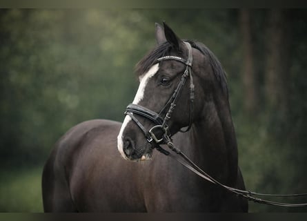 Hanoverian, Mare, 7 years, 16.1 hh, Black