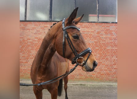 Hanoverian, Mare, 7 years, 16.1 hh, Brown