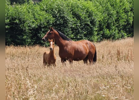 Hanoverian, Mare, 7 years, 16,1 hh, Brown