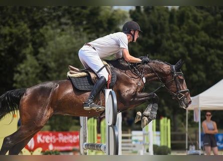 Hanoverian, Mare, 7 years, 16,1 hh, Brown