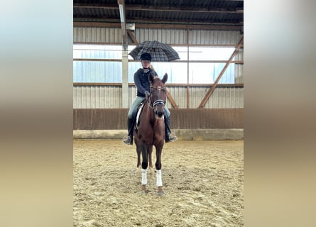 Hanoverian, Mare, 7 years, 16,1 hh, Chestnut