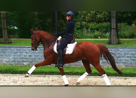 Hanoverian, Mare, 7 years, 16.1 hh, Chestnut