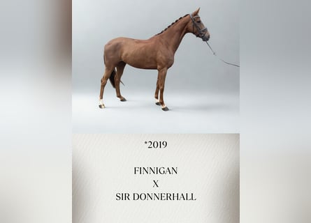 Hanoverian, Mare, 7 years, 16.1 hh, Chestnut