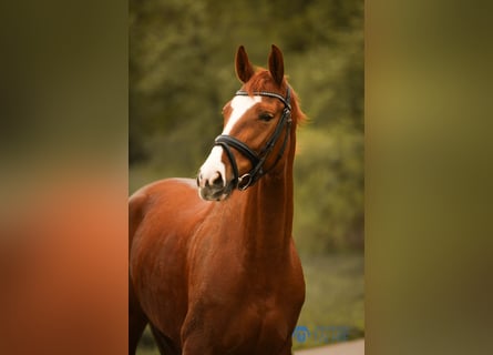 Hanoverian, Mare, 7 years, 16,1 hh, Chestnut-Red