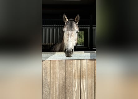 Hannoveraner, Stute, 7 Jahre, 16,1 hh, Schimmel