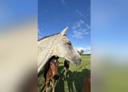 Hanoverian, Mare, 7 years, 16.1 hh, Grey