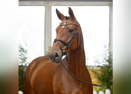 Hanoverian, Mare, 7 years, 16.2 hh, Bay-Dark