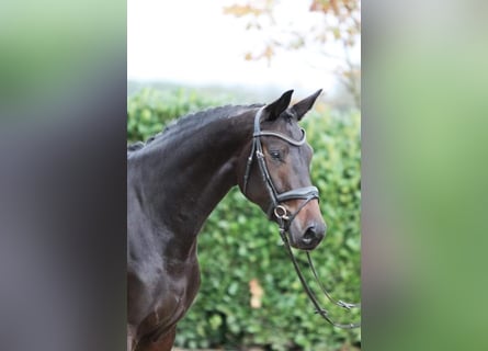 Hanoverian, Mare, 7 years, 16,2 hh, Black