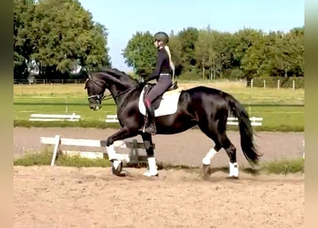 Hanoverian, Mare, 7 years, 16,2 hh, Black