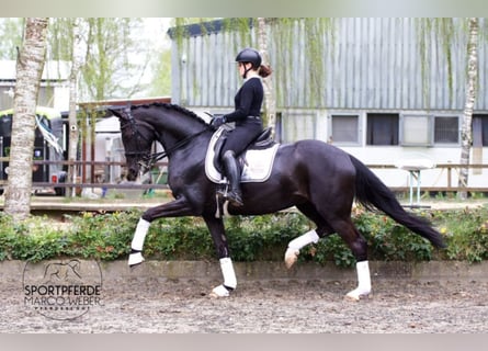 Hanoverian, Mare, 7 years, 16,2 hh, Black