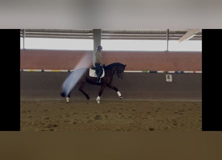 Hanoverian, Mare, 7 years, 16.2 hh, Brown