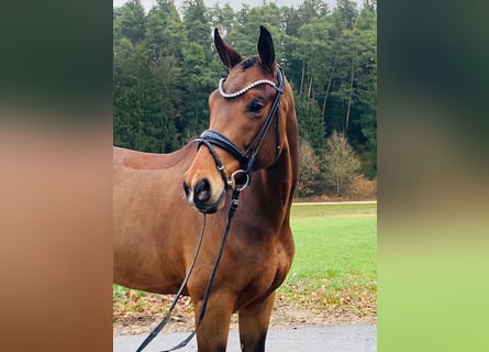 Hanoverian, Mare, 7 years, 16,2 hh, Brown