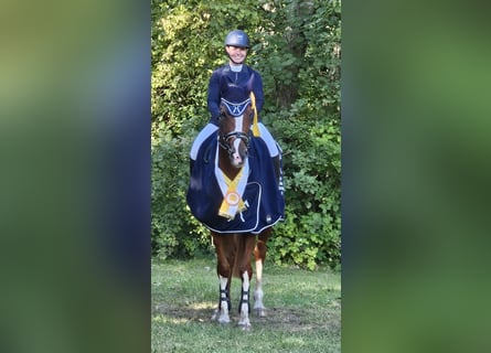 Hanoverian, Mare, 7 years, 16,2 hh, Chestnut-Red