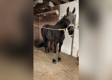 Hanoverian, Mare, 7 years, 16,2 hh