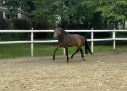 Hanoverian, Mare, 7 years, 16.2 hh, Smoky-Black