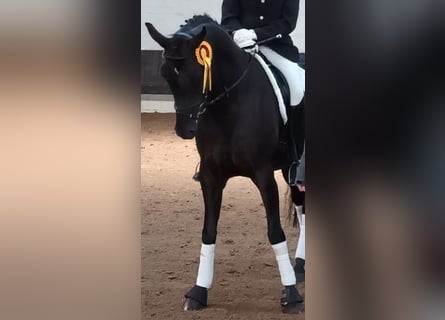 Hanoverian, Mare, 7 years, 16.3 hh, Black