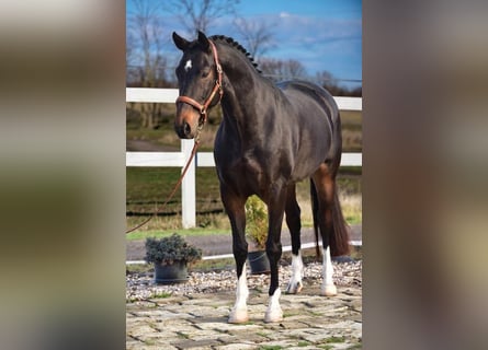 Hanoverian, Mare, 7 years, 16.3 hh, Brown