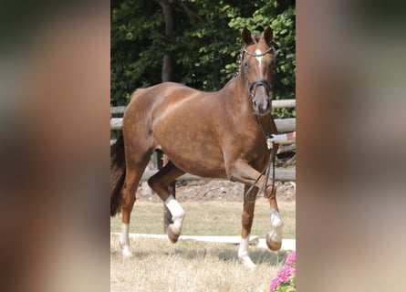 Hanoverian, Mare, 7 years, 16.3 hh, Chestnut