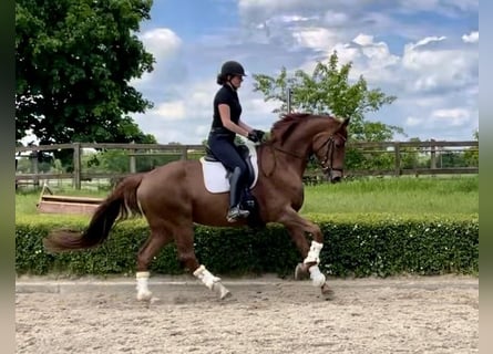 Hanoverian, Mare, 7 years, 16.3 hh, Chestnut-Red