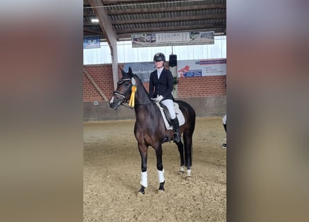 Hanoverian, Mare, 7 years, 16 hh, Bay-Dark