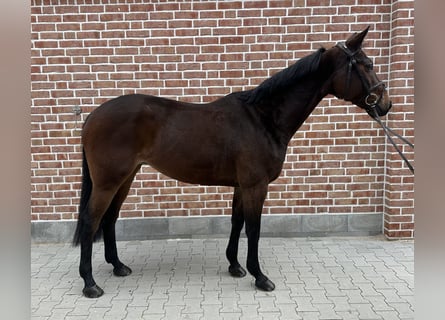 Hanoverian, Mare, 7 years, 16 hh, Bay-Dark