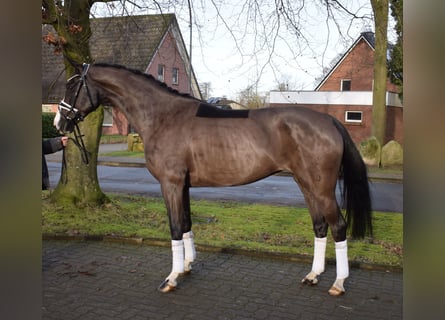 Hanoverian, Mare, 7 years, 16 hh, Black