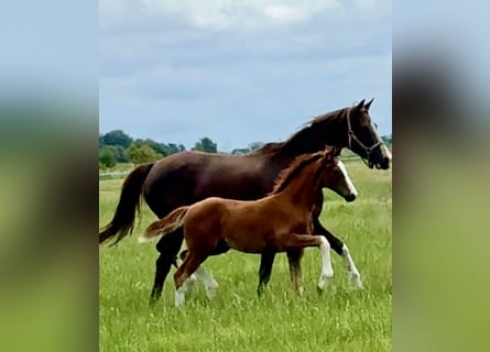 Hanoverian, Mare, 7 years, 16 hh, Black