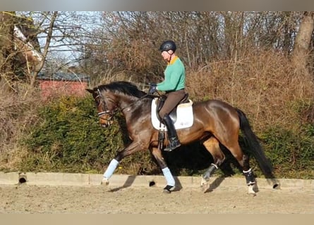 Hanoverian, Mare, 7 years, 16 hh, Brown