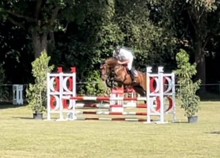 Hanoverian, Mare, 7 years, 16 hh, Brown
