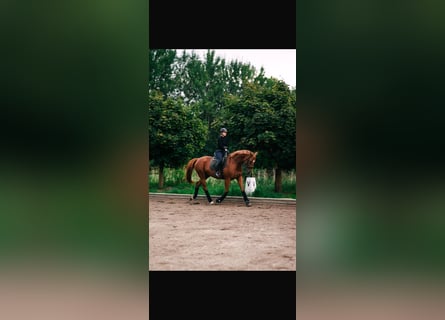 Hanoverian, Mare, 7 years, 16 hh, Chestnut-Red