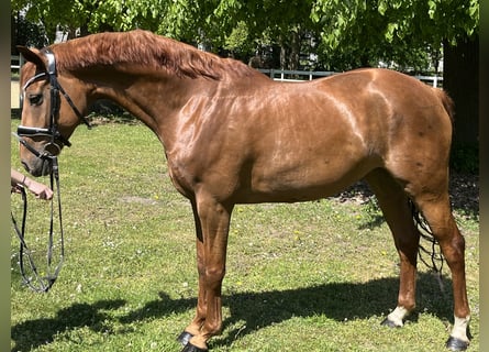 Hanoverian, Mare, 7 years, 16 hh, Chestnut-Red