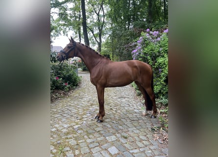Hanoverian, Mare, 7 years, 16 hh, Chestnut-Red