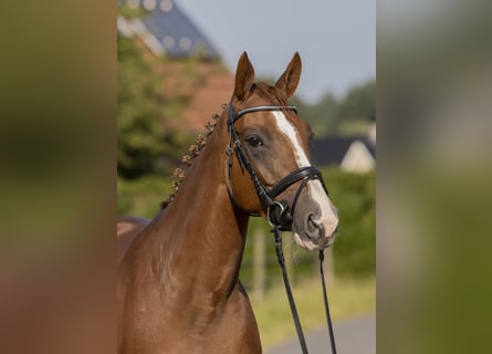 Hanoverian, Mare, 7 years, 16 hh, Chestnut-Red