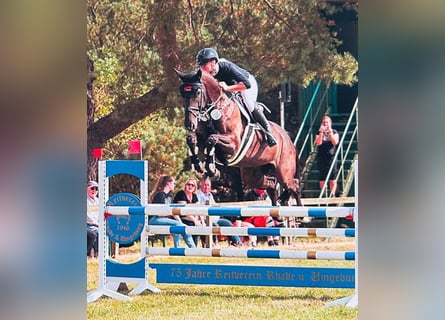 Hanoverian, Mare, 7 years, 16,1 hh, Bay-Dark
