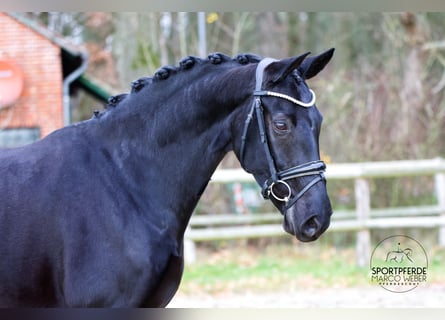 Hanoverian, Mare, 7 years, 16,1 hh, Black