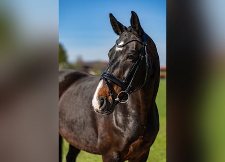 Hanoverian, Mare, 7 years, 16,1 hh, Brown