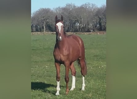 Hanoverian, Mare, 7 years, 16,1 hh, Chestnut-Red